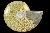 Polished Ammonite (Cleoniceras) Fossil - Madagascar #127205-1